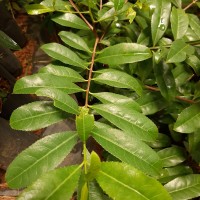 Elaeodendron glaucum (Rottb.) Pers.